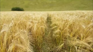 农民田地里的性爱