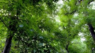 سکس تو جنگل حال دیگه ای داره... / sex in jungle